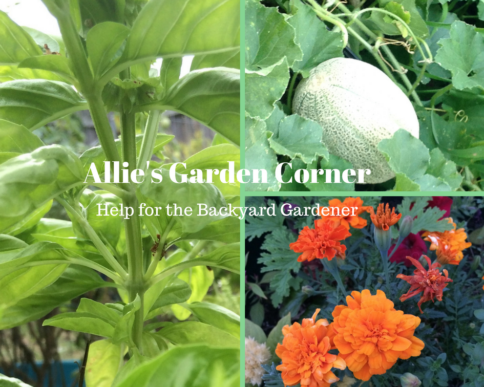 Vegetable Gardening for Beginners | Allie’s Garden Corner